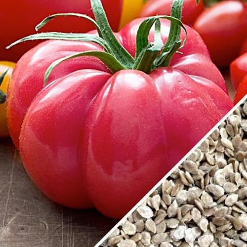 Semillas de tomate, Pink Beefsteak (100% Heirloom/No Híbrido/No GMO). 50 semillas aproximadamente