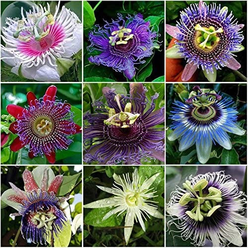 Semillas surtidas de Pasifloras.