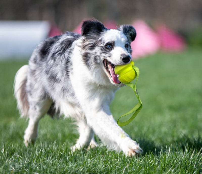 Pelota Resistente con cuerda de Nylon para mascota