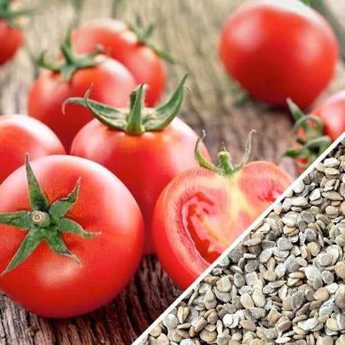 Semillas de tomate, Ace 55 (100% Heirloom/No Híbrido/No GMO). 15 semillas aproximadamente