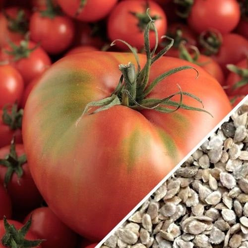 Semillas de tomate Mortgage Lifter (100% Heirloom/No Híbrido/No GMO). 15 semillas aproximadamente