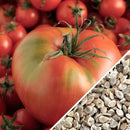 Semillas de tomate Mortgage Lifter (100% Heirloom/No Híbrido/No GMO). 15 semillas aproximadamente
