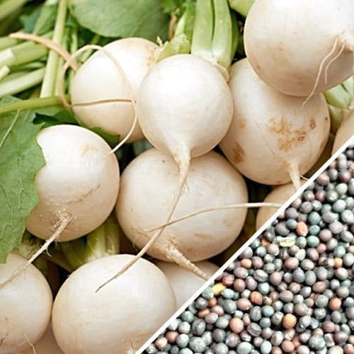 Semillas de nabo, globo de oro (100% Heirloom / No Híbrido / No GMO). 140 semillas aproximadamente