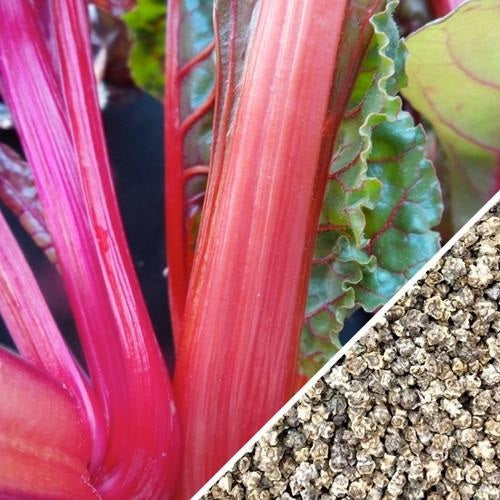 Semillas de acelga rosada Suiza (100% Heirloom/No Híbrido/No GMO). 25 semillas aproximadamente