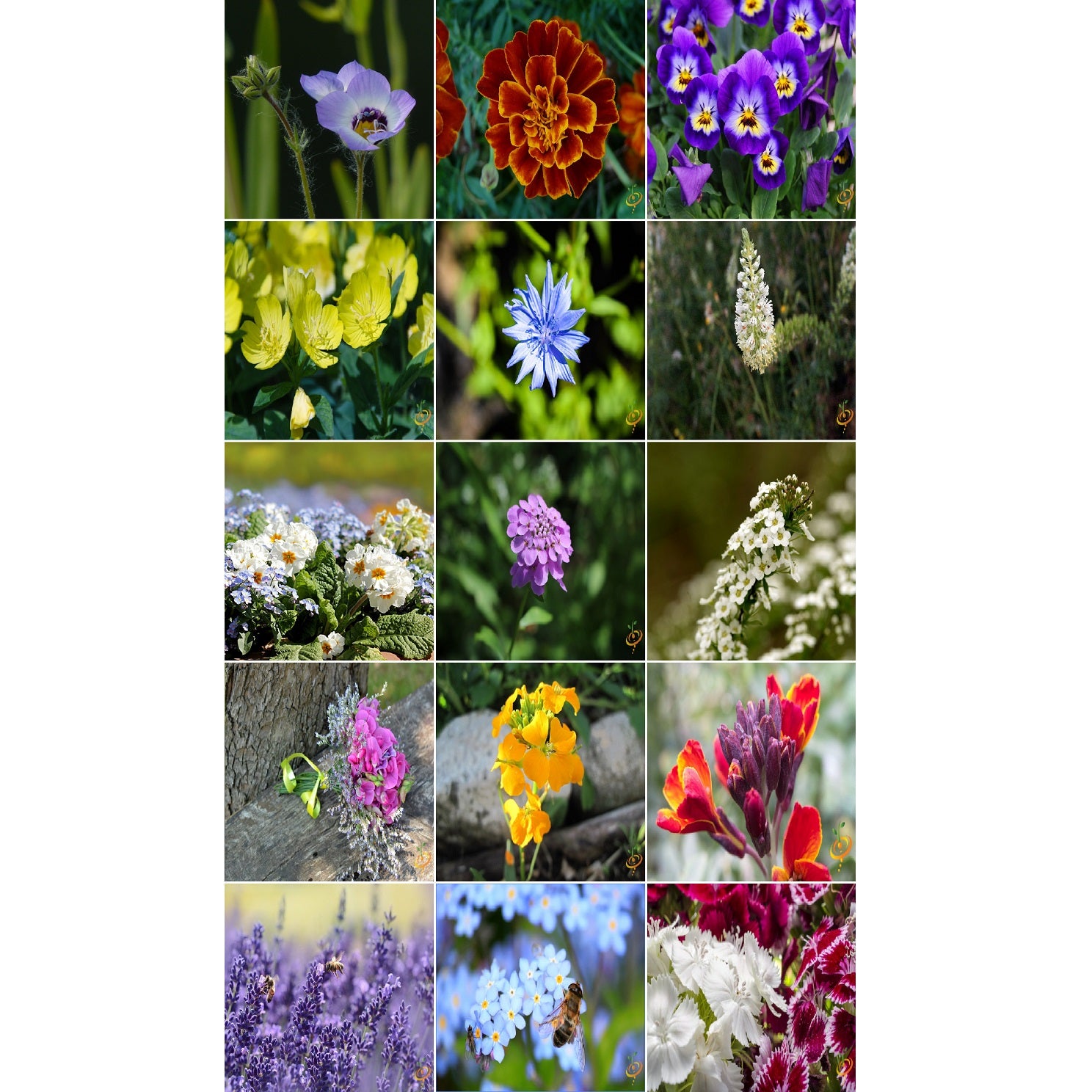 Semillas surtidas de flores fragantes. Incluye 18 variedades