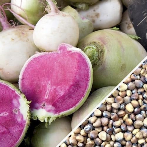 Semillas de rabano, sandia (100% Heirloom/No Híbrido/No GMO). 20 semillas aproximadamente