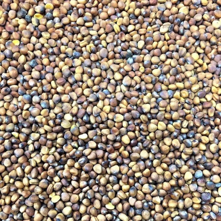 Semillas de rabano, sandia (100% Heirloom/No Híbrido/No GMO). 20 semillas aproximadamente