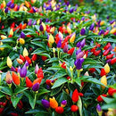 Semillas de Pimienta de colores.