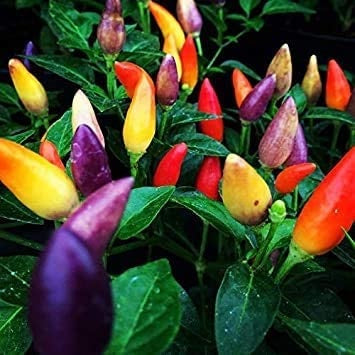 Semillas de Pimienta de colores.