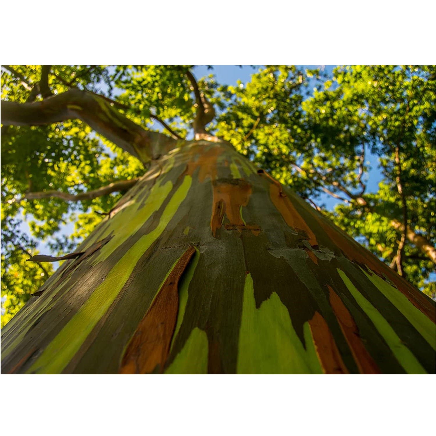 Semillas de Árbol Arcoíris de Eucalipto