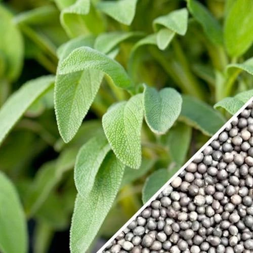Semillas de salvia de hoja ancha (100% Heirloom/No Híbrido/No GMO). 25 semillas aproximadamente.