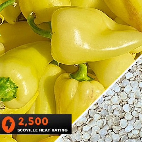 Semillas de aji (HOT) Caloro (100% Heirloom/No Híbrido/No GMO). 10 semillas aproximadamente
