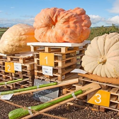 Semillas de zapallo, Gigante del Atlántico (100% Heirloom/No Híbrido/No GMO). 5 semillas aprox.