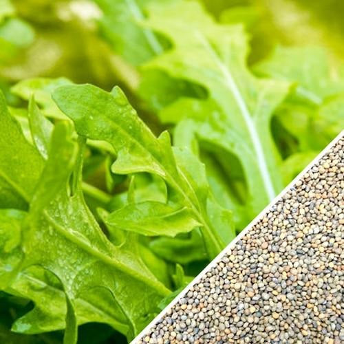 Semillas de rucula, Roquette (100% Heirloom/No Híbrido/No GMO). 150 semillas aproximadamente.