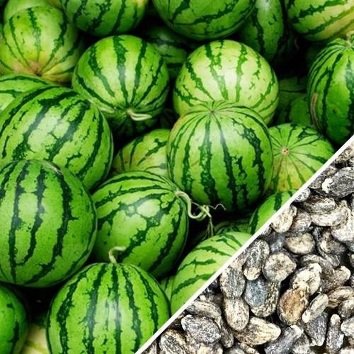 Semillas de sandia, Crimson Dulce (100% Heirloom / No Híbrido / No GMO). 10 semillas aproximadamente
