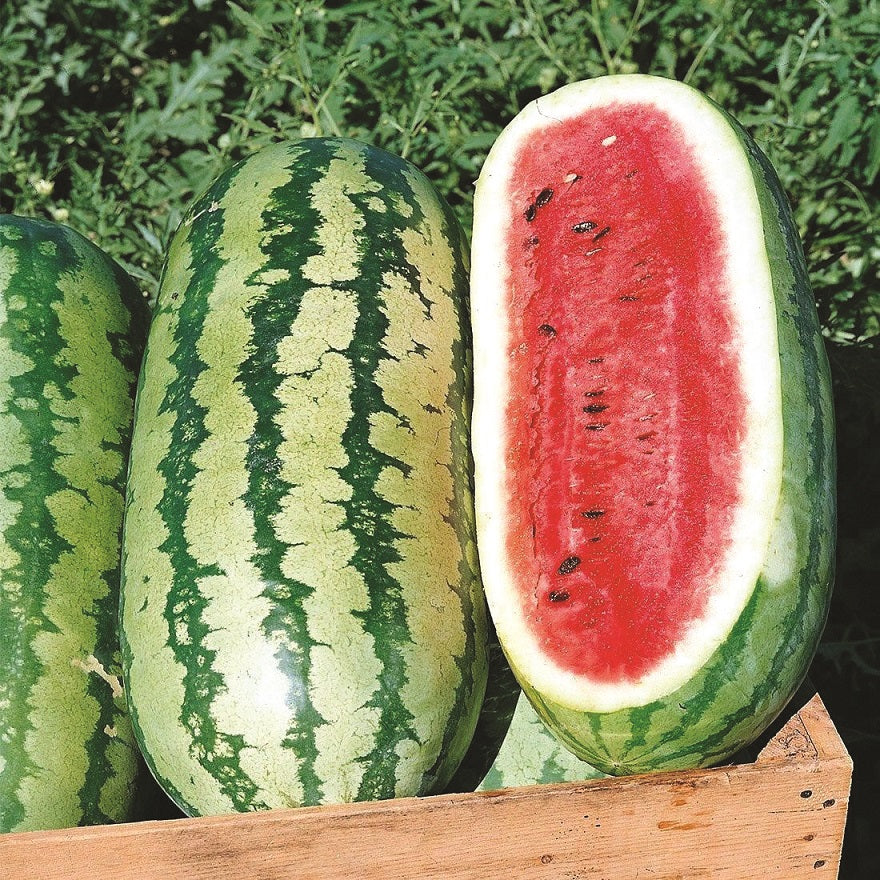 Semillas de sandia jubileo. 10 semillas aproximadamente