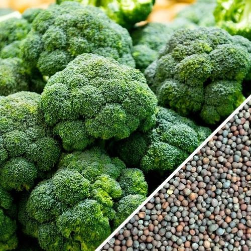 Semillas de brocoli, Calabrese (100% Heirloom/No Híbrido/No GMO). 50 semillas aproximadamente.