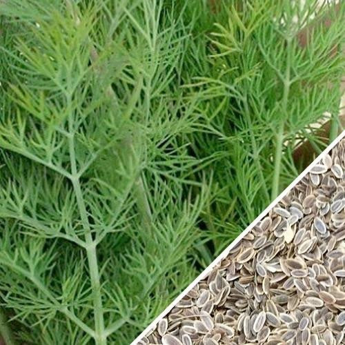 Semillas de eneldo, Ramo (100% Heirloom/No Híbrido/No GMO). 100 semillas aproximadamente.