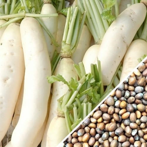 Semillas de rabano, Daikon / Minowase japonés (100% Heirloom/No Híbrido/No GMO). 120 semillas aprox.