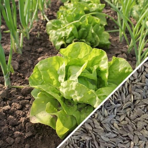 Semillas de lechuga, All Year (100% Heirloom/No Híbrido/No GMO). 200 semillas aproximadamente.