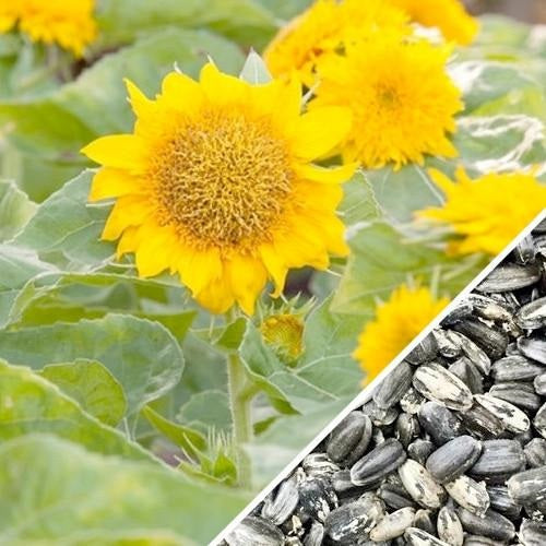 Semillas de girasol enano (100% Heirloom/No Híbrido/No GMO). 30 semillas aproximadamente.