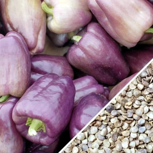 Semillas de pimenton dulce, color morado (100% Heirloom/ No híbrido/No GMO). 10 semillas aprox.