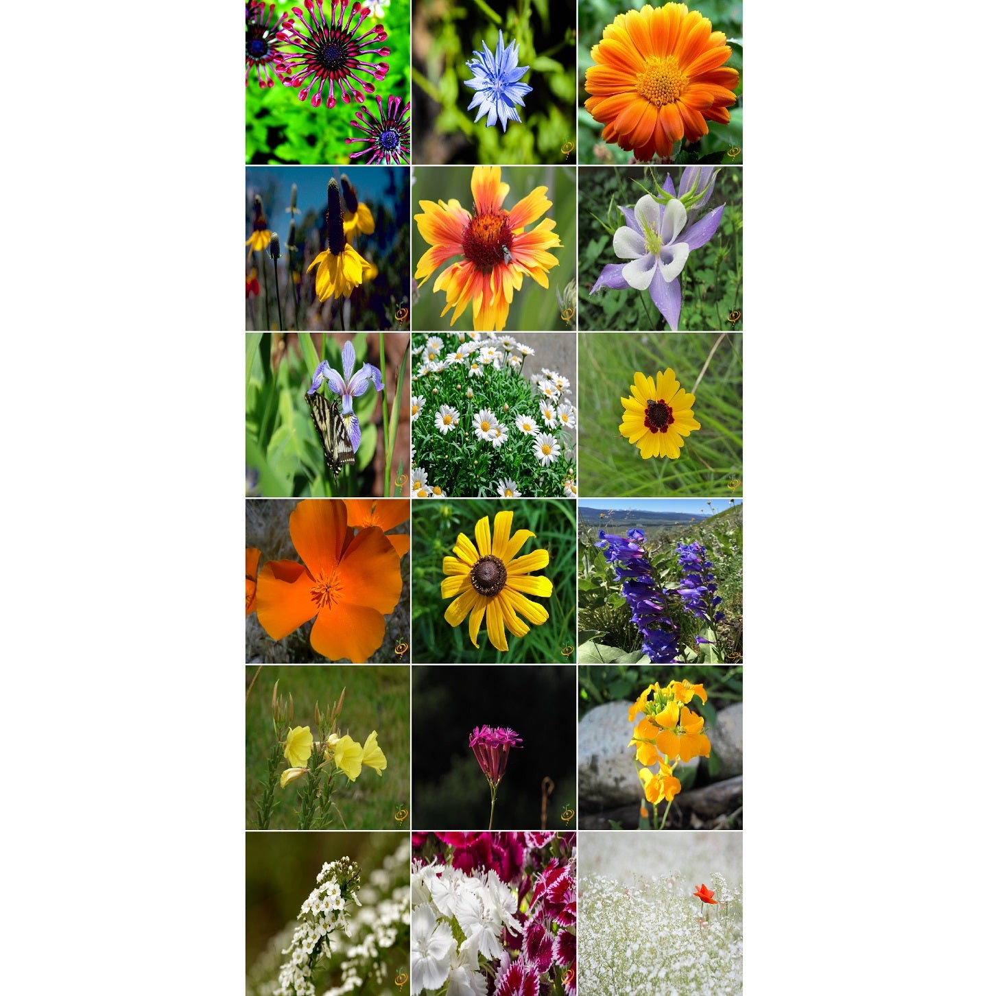 Semillas surtidas de flores silvestres, exoticas. Incluye 17 variedades