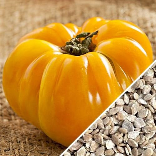 Semillas de tomate amarillo, Brandywine (100% Heirloom/No Híbrido/No GMO). 15 semillas aprox.