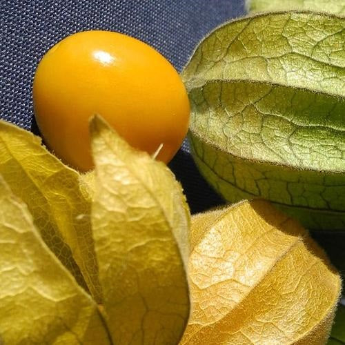Semillas de uchuvas tomatillo de cereza molida (100%/No Híbrido/No GMO). 10 semillas aprox.