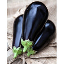 Semillas de berenjena, Belleza negra (100% Heirloom/No Híbrido/No GMO). 50 semillas aproximadamente.