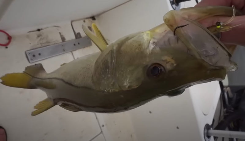 Señuelo camarón con anzuelo 5 Uds. Set